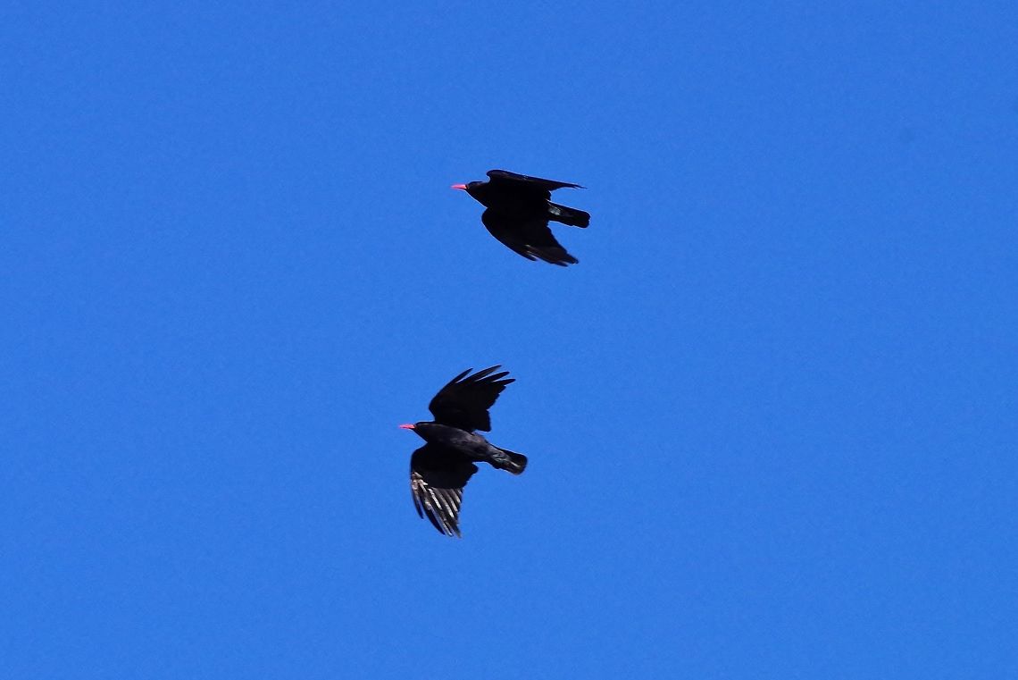 Red-billed chough (Pyrrhocorax pyrrhocorax) Gergeti glacier, Georgia. 9/4/2017 Georgia,Geotagged,Pyrrhocorax pyrrhocorax,Red-billed chough,Russia,Summer