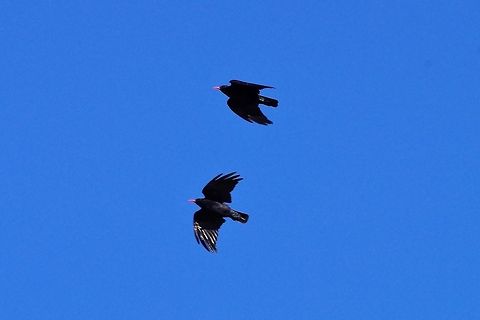 Red-billed chough (Pyrrhocorax pyrrhocorax) Gergeti glacier, Georgia. 9/4/2017 Georgia,Geotagged,Pyrrhocorax pyrrhocorax,Red-billed chough,Russia,Summer