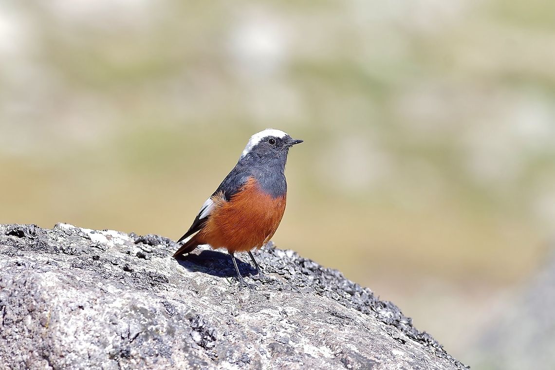Güldenstädt's redstart (Phoenicurus erythrogastrus) Gergeti glacier, Georgia. 9/4/2017 Georgia,Geotagged,Güldenstädts redstart,Phoenicurus erythrogastrus,Summer