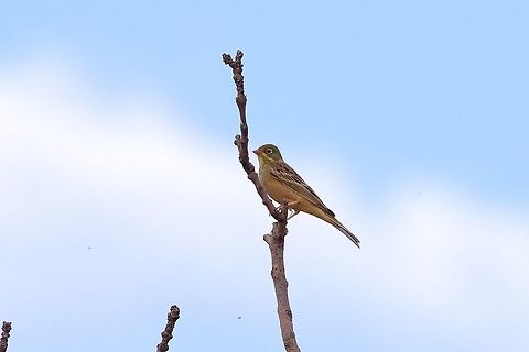 Ortolan bunting (Emberiza hortulana) Davit Gareji monastery, Georgia. 9/6/2017 Emberiza hortulana,Georgia,Geotagged,Ortolan bunting,Summer