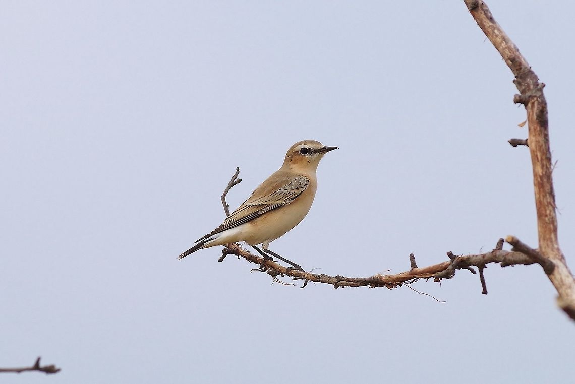 Isabelline wheatear (Oenanthe isabellina) Davit Gareji monastery, Georgia. 9/6/2017 Georgia,Geotagged,Isabelline wheatear,Oenanthe isabellina,Summer