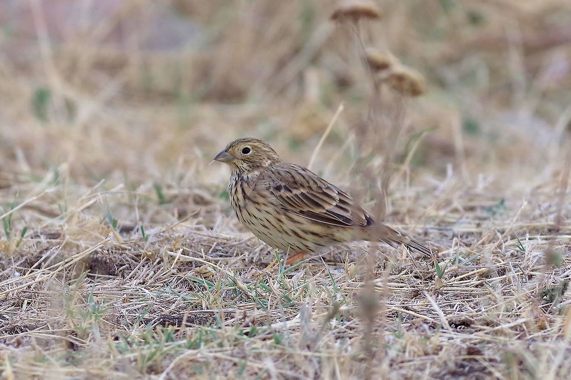 Corn Bunting (Emberiza calandra) Davit Gareji monastery, Georgia. 9/6/2017 Corn Bunting,Emberiza calandra,Georgia,Geotagged,Summer