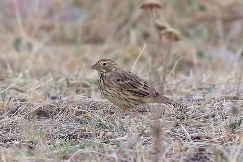 Corn Bunting (Emberiza calandra) Davit Gareji monastery, Georgia. 9/6/2017 Corn Bunting,Emberiza calandra,Georgia,Geotagged,Summer