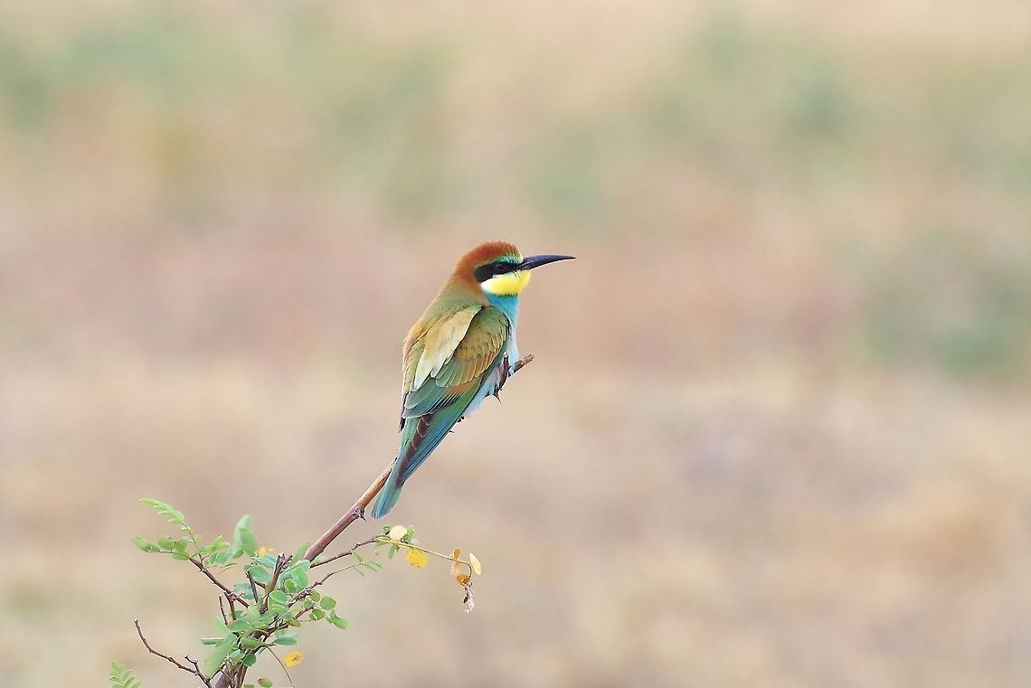 European bee-eater (Merops apiaster) Davit Gareji monastery, Georgia. 9/6/2017 European bee-eater,Georgia,Geotagged,Merops apiaster,Summer