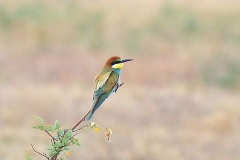 European bee-eater (Merops apiaster) Davit Gareji monastery, Georgia. 9/6/2017 European bee-eater,Georgia,Geotagged,Merops apiaster,Summer