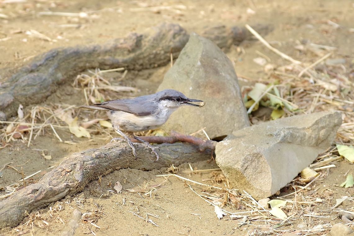 Western rock nuthatch (Sitta neumayer) Davit Gareji monastery, Georgia. 9/6/2017 Georgia,Geotagged,Sitta neumayer,Summer,Western rock nuthatch
