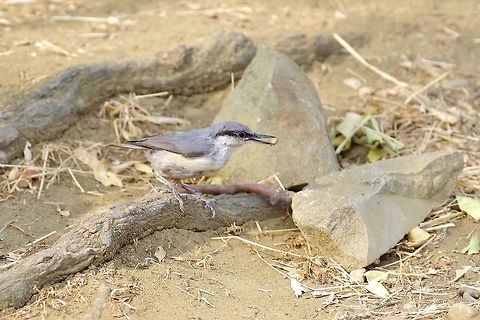 Western rock nuthatch (Sitta neumayer) Davit Gareji monastery, Georgia. 9/6/2017 Georgia,Geotagged,Sitta neumayer,Summer,Western rock nuthatch