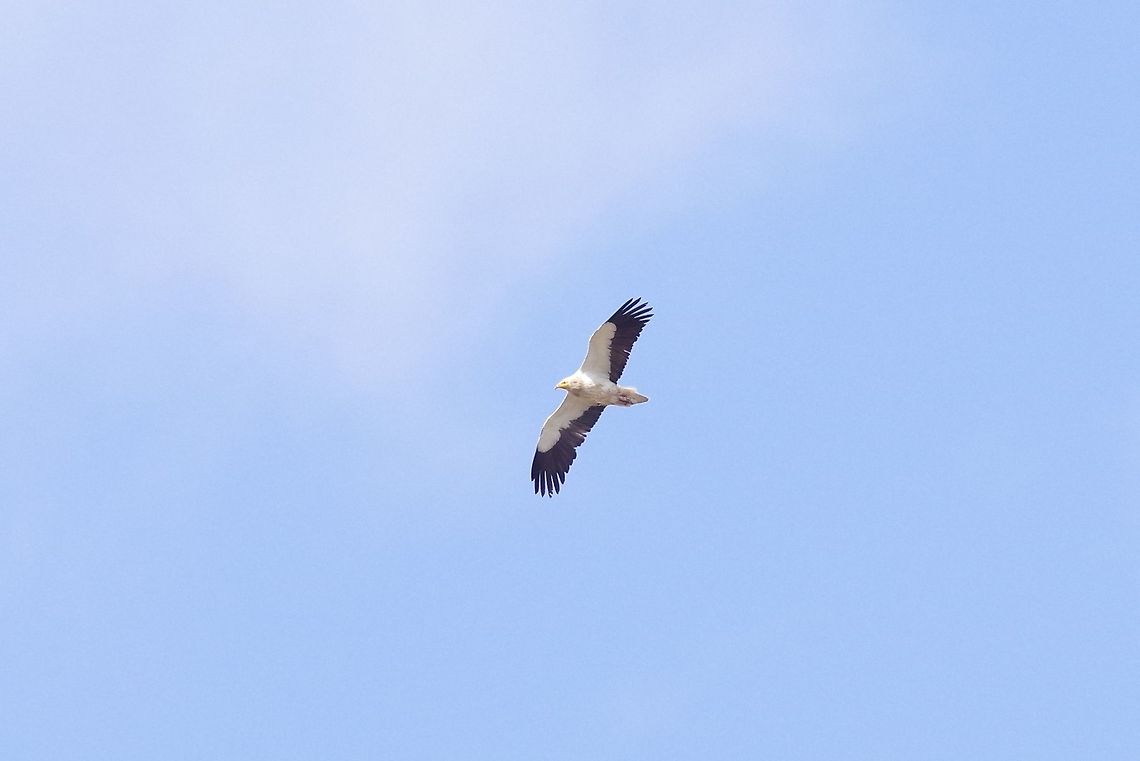 Egyptian Vulture (Neophron percnopterus) Davit Gareji monastery, Georgia. 9/6/2017 Egyptian Vulture,Georgia,Geotagged,Neophron percnopterus,Summer
