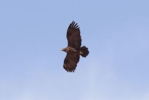 Steppe eagle (Aquila nipalensis) Tsilkar, Armenia. Sep 7, 2017. Aquila nipalensis,Armenia,Geotagged,Steppe eagle,Summer