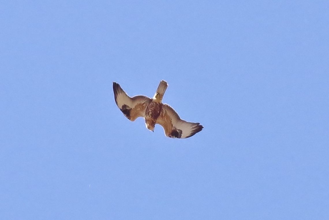 Long-legged Buzzard (Buteo rufinus) Tsilkar, Armenia. Sep 7, 2017. Armenia,Buteo rufinus,Geotagged,Long-legged Buzzard,Summer