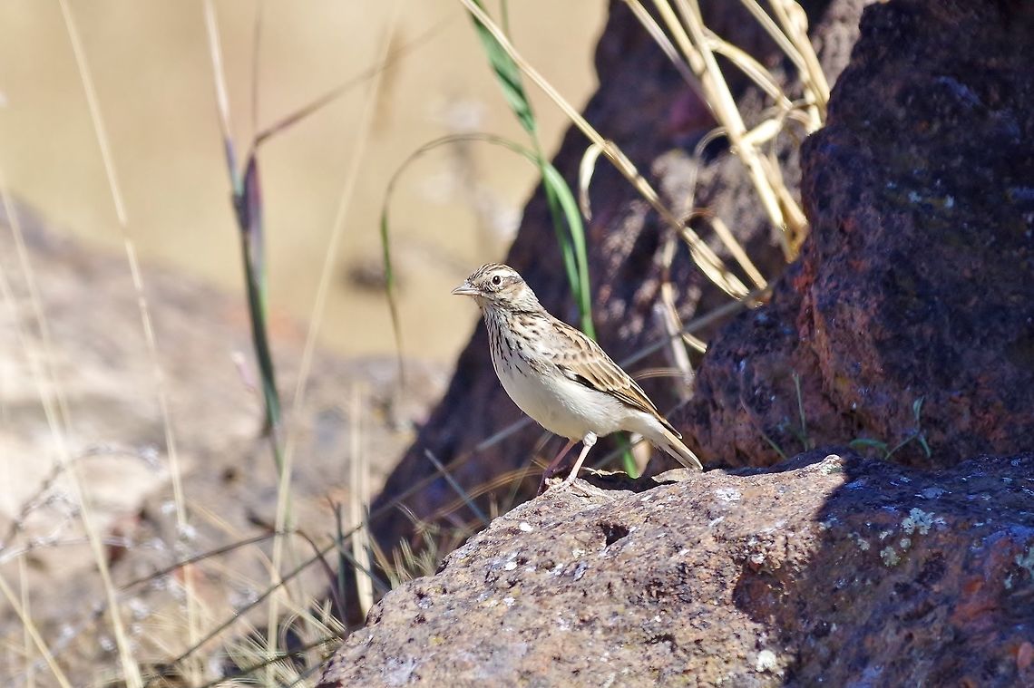 Woodlark (Lullula arborea) Mount Aragats, Armenia. Sep 8, 2017. Armenia,Geotagged,Lullula arborea,Summer,Woodlark