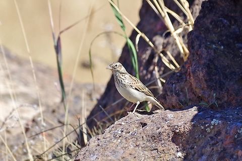 Woodlark (Lullula arborea) Mount Aragats, Armenia. Sep 8, 2017. Armenia,Geotagged,Lullula arborea,Summer,Woodlark