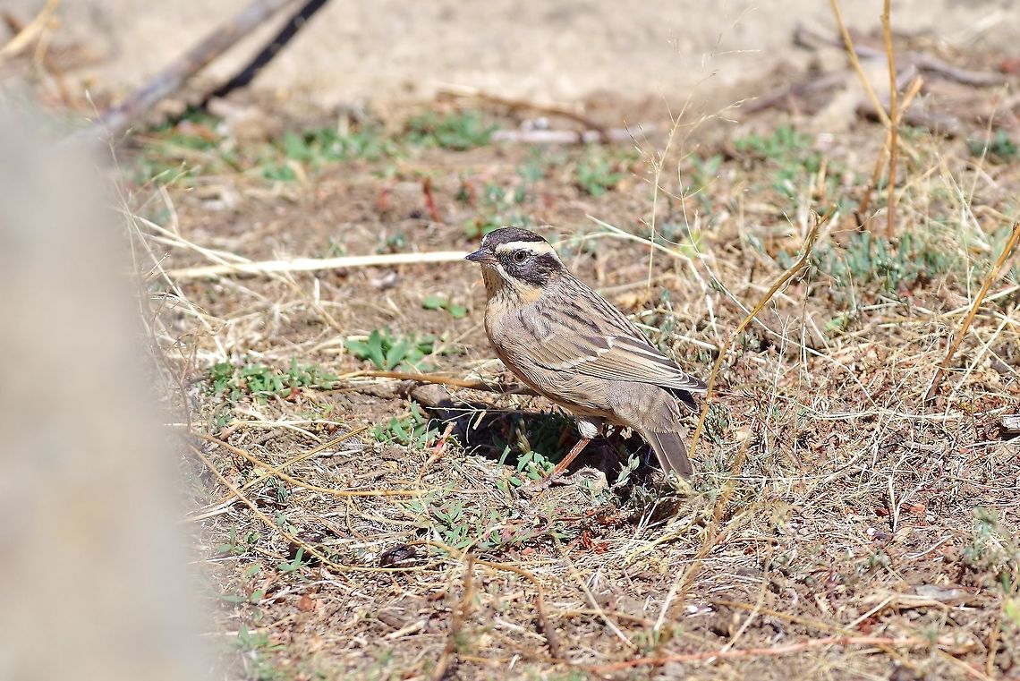 Radde's accentor (Prunella ocularis) Mount Aragats, Armenia. Sep 8, 2017. Armenia,Geotagged,Prunella ocularis,Raddes accentor,Summer