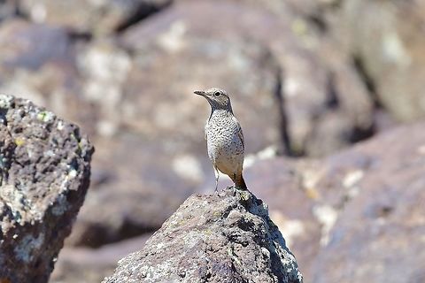 Common Rock Thrush (Monticola saxatilis) Mount Aragats, Armenia. Sep 8, 2017. Armenia,Common Rock Thrush,Geotagged,Monticola saxatilis,Summer
