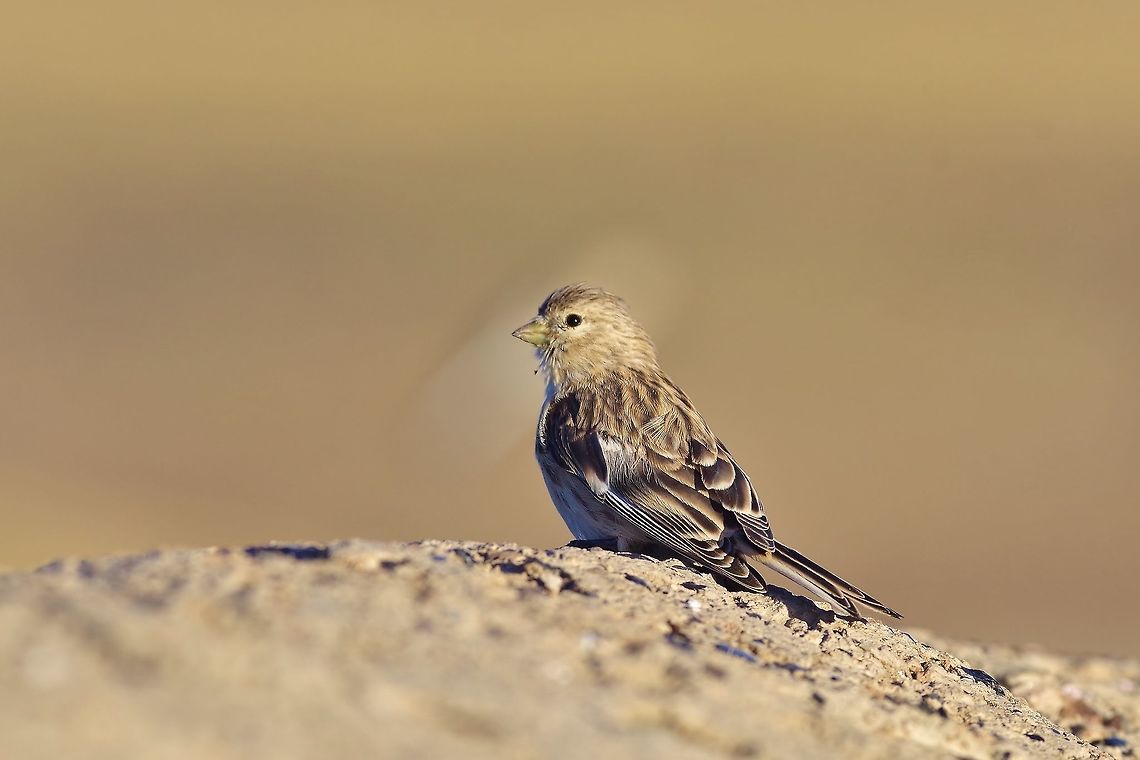 Twite (Linaria flavirostris) Mount Aragats, Armenia. Sep 9, 2017. Armenia,Geotagged,Linaria flavirostris,Summer,Twite