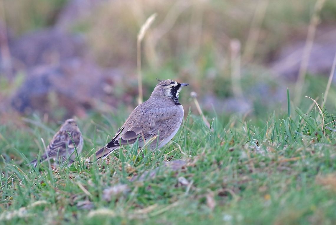 Horned lark (Eremophila alpestris) Mount Aragats, Armenia. Sep 9, 2017. Armenia,Eremophila alpestris,Geotagged,Horned lark,Summer