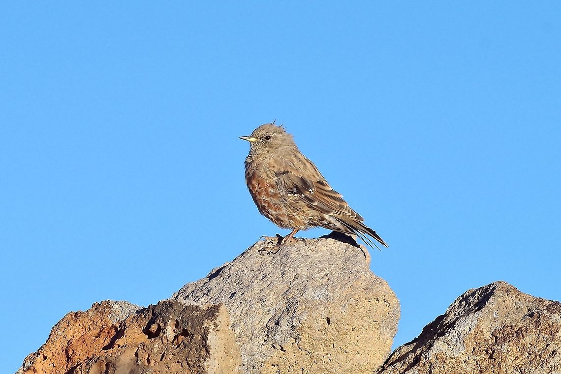 Alpine accentor (Prunella collaris) Mount Aragats, Armenia. Sep 9, 2017. Alpine accentor,Armenia,Geotagged,Prunella collaris,Summer