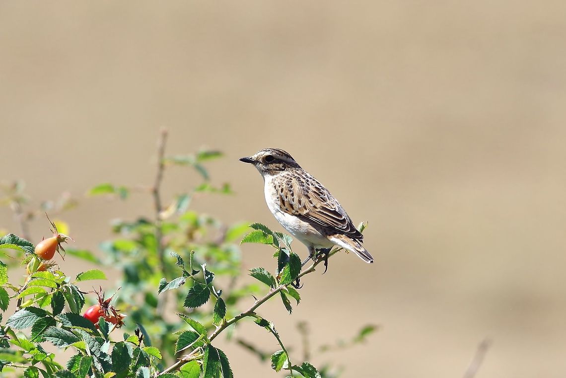 Whinchat (Saxicola rubetra) Mount Aragats, Armenia. Sep 9, 2017 Armenia,Geotagged,Saxicola rubetra,Summer,Whinchat