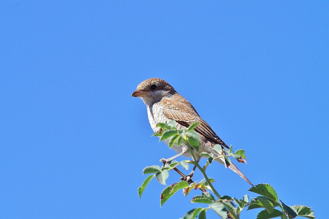 Red-backed Shrike (Lanius collurio) Mount Aragats, Armenia. Sep 9, 2017 Armenia,Geotagged,Lanius collurio,Red-backed Shrike,Summer