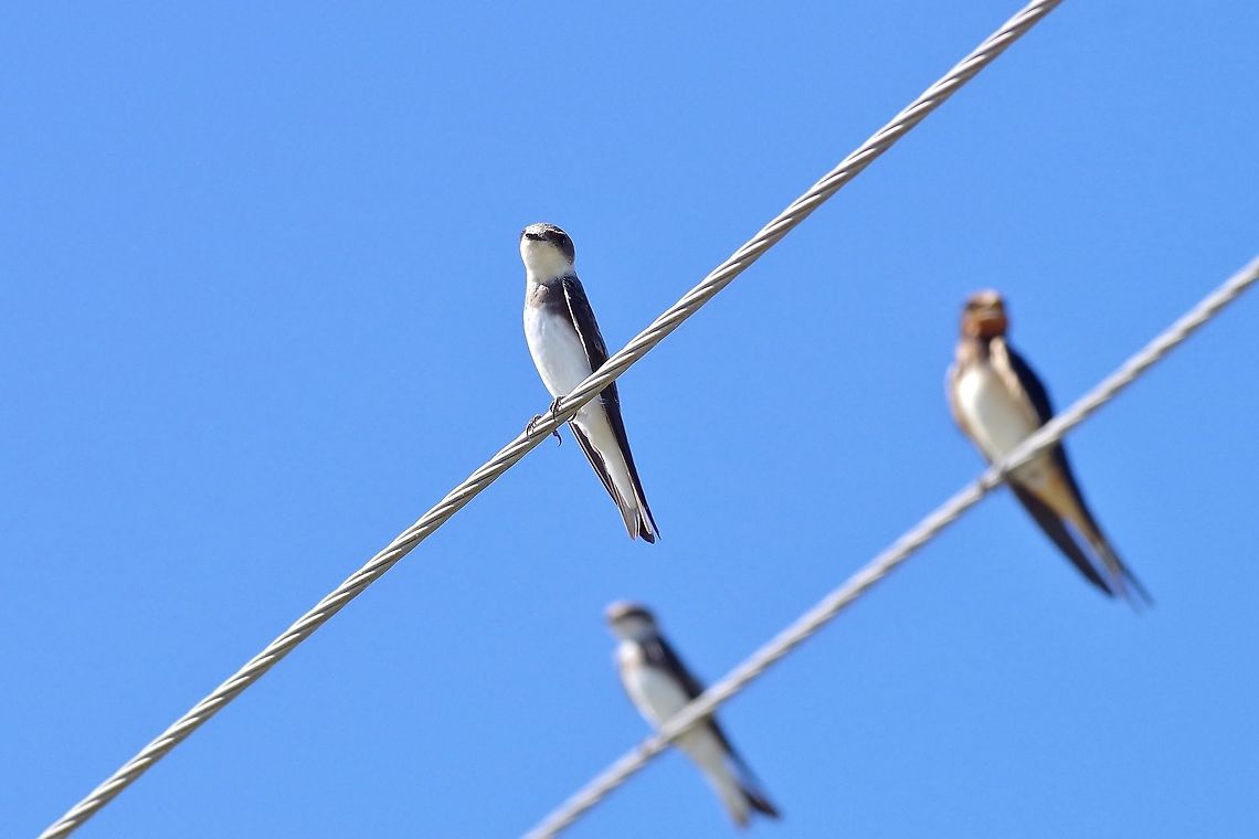 Sand martin (Riparia riparia) Masis fish ponds, Armenia. Sep 9, 2017 Armenia,Geotagged,Riparia riparia,Sand martin,Summer