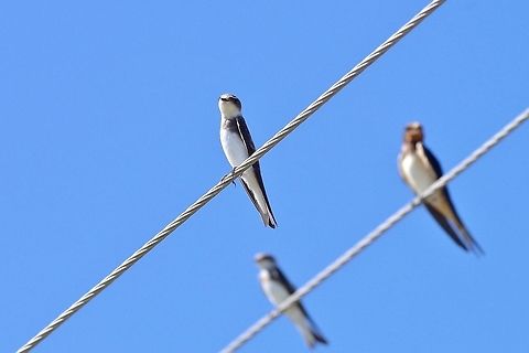 Sand martin (Riparia riparia) Masis fish ponds, Armenia. Sep 9, 2017 Armenia,Geotagged,Riparia riparia,Sand martin,Summer