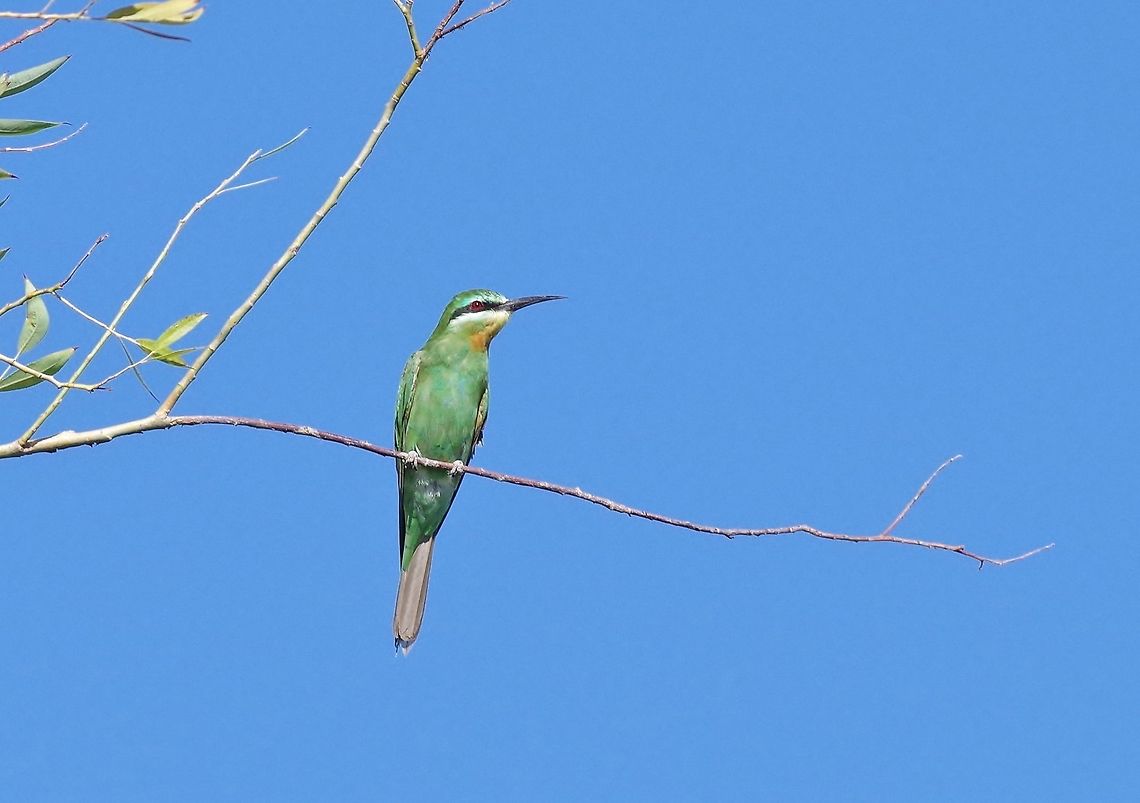 Blue-cheeked bee-eater (Merops persicus) Masis fish ponds, Armenia. Sep 9, 2017 Armenia,Blue-cheeked bee-eater,Geotagged,Merops persicus,Summer