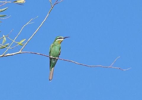 Blue-cheeked bee-eater (Merops persicus) Masis fish ponds, Armenia. Sep 9, 2017 Armenia,Blue-cheeked bee-eater,Geotagged,Merops persicus,Summer