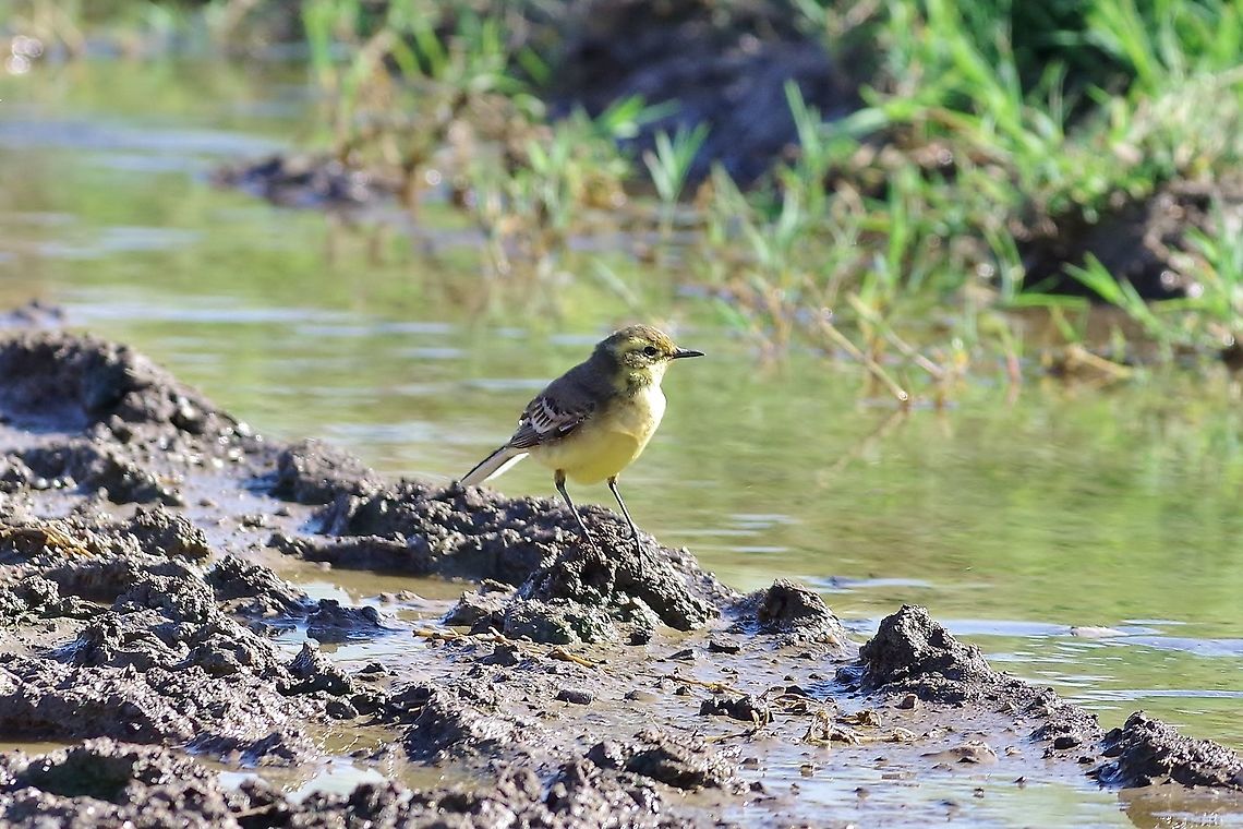 Citrine wagtail (Motacilla citreola) Armash fish ponds, Armenia. Sep 10, 2017 Armenia,Citrine wagtail,Geotagged,Motacilla citreola,Summer