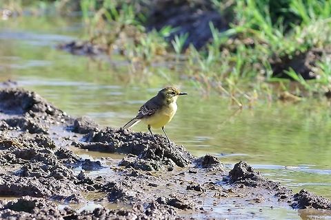 Citrine wagtail (Motacilla citreola) Armash fish ponds, Armenia. Sep 10, 2017 Armenia,Citrine wagtail,Geotagged,Motacilla citreola,Summer