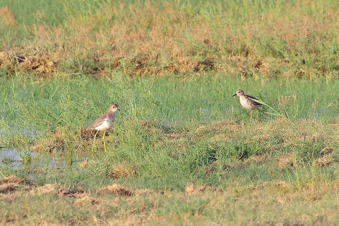 White-tailed lapwings (Vanellus leucurus) Armash fish ponds, Armenia. Sep 11, 2017 Armenia,Geotagged,Summer,Vanellus leucurus,White-tailed lapwing