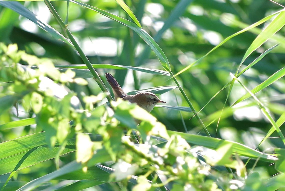 Moustached warbler (Acrocephalus melanopogon) Armash fish ponds, Armenia. Sep 11, 2017 Acrocephalus melanopogon,Armenia,Geotagged,Moustached warbler,Summer