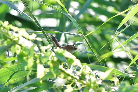 Moustached warbler (Acrocephalus melanopogon) Armash fish ponds, Armenia. Sep 11, 2017 Acrocephalus melanopogon,Armenia,Geotagged,Moustached warbler,Summer