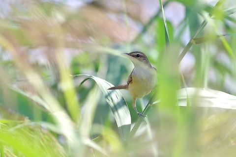 Great reed warbler (Acrocephalus arundinaceus) Armash fish ponds, Armenia. Sep 11, 2017 Acrocephalus arundinaceus,Armenia,Geotagged,Great reed warbler,Summer
