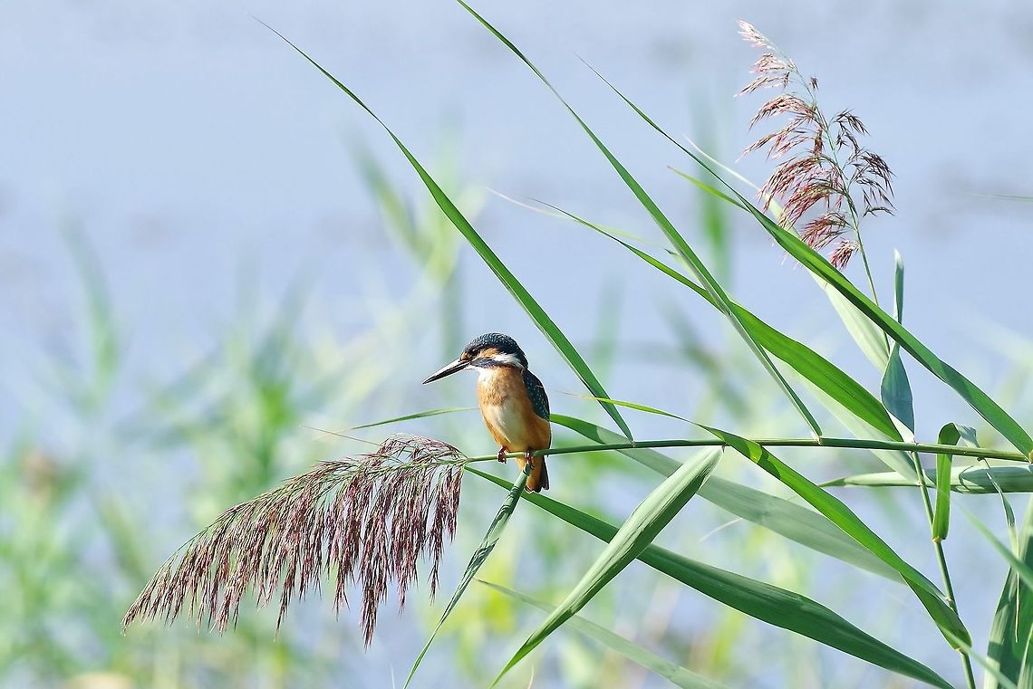 Common Kingfisher (Alcedo atthis) Armash fish ponds, Armenia. Sep 11, 2017 Alcedo atthis,Armenia,Common Kingfisher,Geotagged,Summer