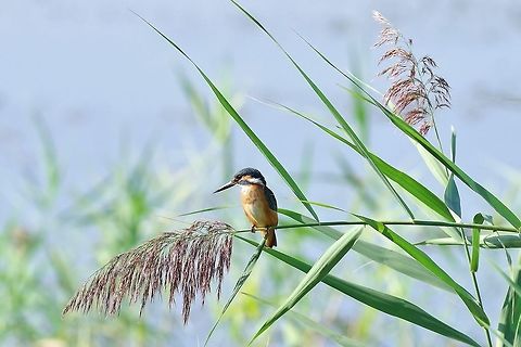 Common Kingfisher (Alcedo atthis) Armash fish ponds, Armenia. Sep 11, 2017 Alcedo atthis,Armenia,Common Kingfisher,Geotagged,Summer