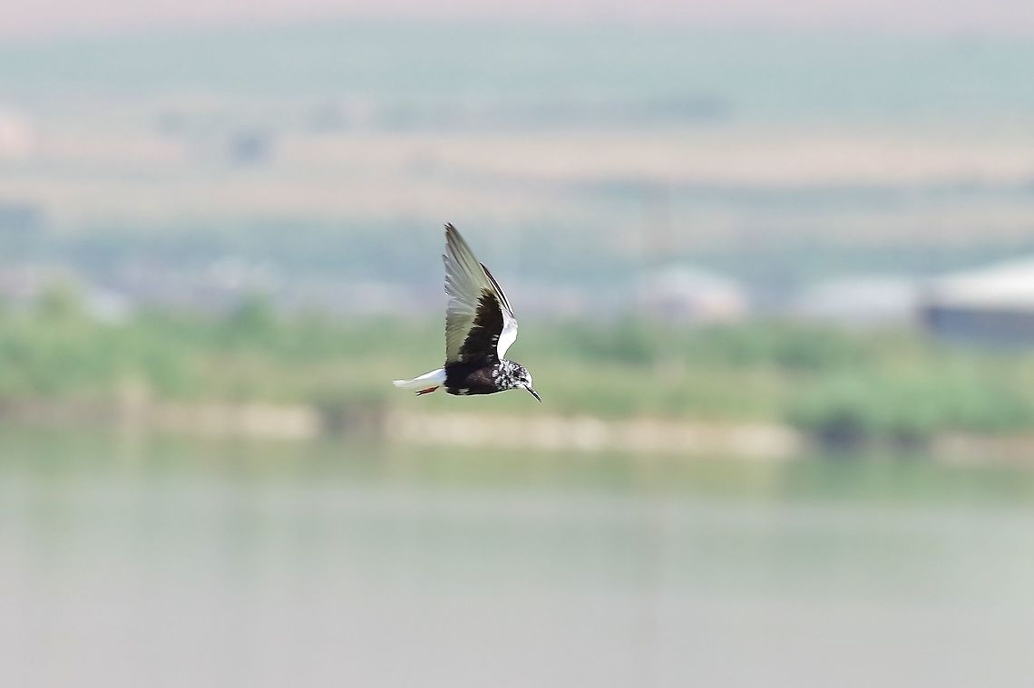 White-winged tern (Chlidonias leucopterus) Armash fish ponds, Armenia. Sep 11, 2017 Armenia,Chlidonias leucopterus,Geotagged,Summer,White-winged tern