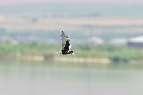 White-winged tern (Chlidonias leucopterus) Armash fish ponds, Armenia. Sep 11, 2017 Armenia,Chlidonias leucopterus,Geotagged,Summer,White-winged tern