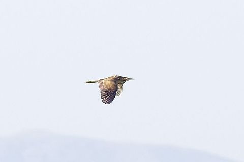 Eurasian bittern (Botaurus stellaris) Armash fish ponds, Armenia. Sep 11, 2017 Armenia,Botaurus stellaris,Eurasian Bittern,Geotagged,Summer