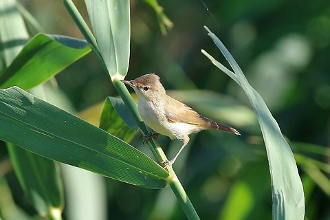 Eurasian Reed Warbler (Acrocephalus scirpaceus) Armash fish ponds, Armenia. Sep 10, 2017 Acrocephalus scirpaceus,Armenia,Eurasian Reed Warbler,Geotagged,Summer