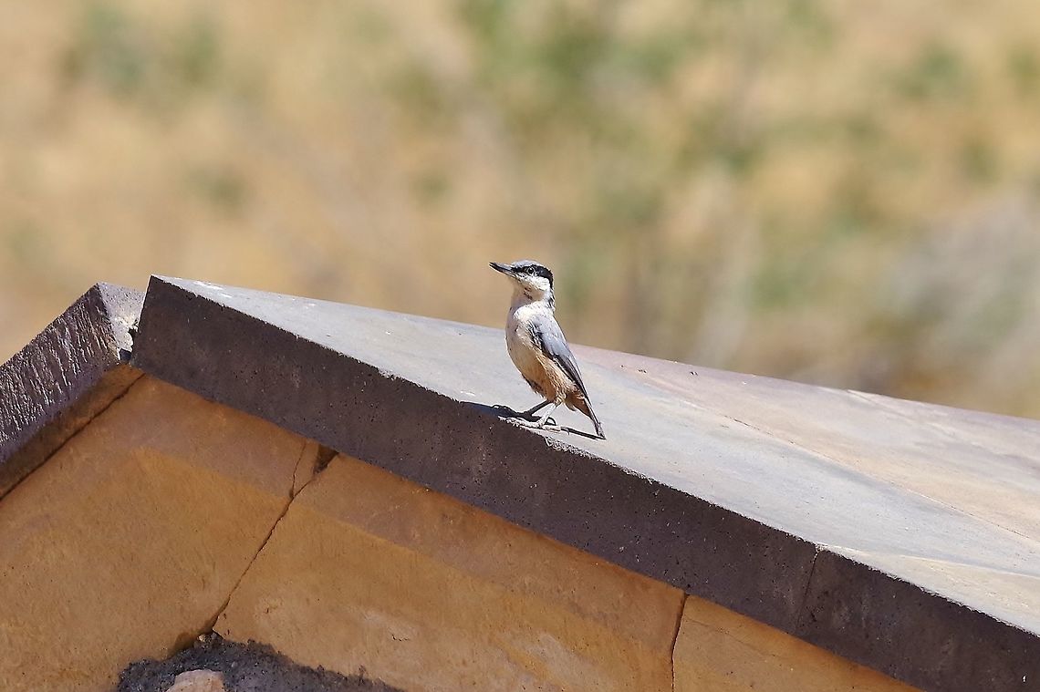 Eastern rock nuthatch (Sitta tephronota) Noravank monastery, Armenia. Sep 11, 2017 Armenia,Geotagged,Persian nuthatch,Sitta tephronota,Summer