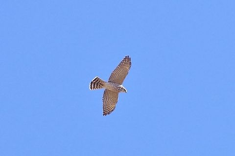 Levant Sparrowhawk (Accipiter brevipes) juvenile Selim Pass, Armenia. Sep 12, 2017 Accipiter brevipes,Armenia,Geotagged,Levant Sparrowhawk,Summer