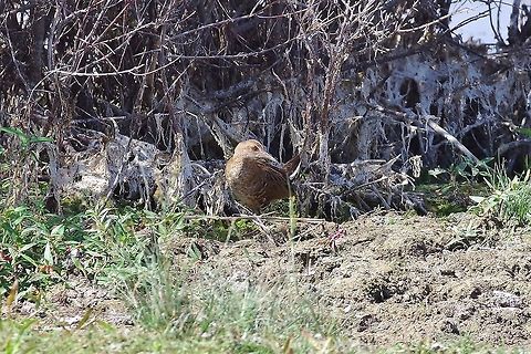 Water rail (Rallus aquaticus) Lake Sevan, Armenia. Sep 12, 2017 Armenia,Geotagged,Rallus aquaticus,Summer,Water Rail