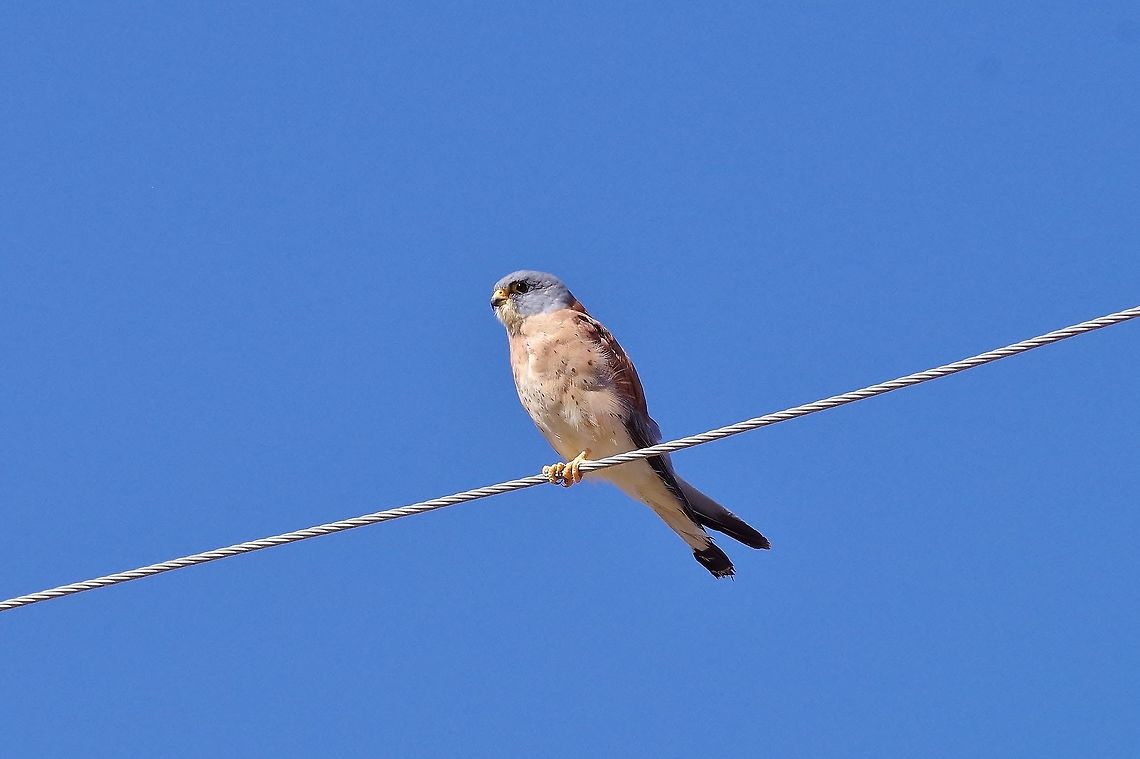 Lesser kestrel (Falco naumanni) Selim Pass, Armenia. Sep 12, 2017 Armenia,Falco naumanni,Geotagged,Lesser Kestrel,Summer