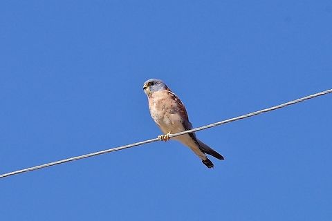 Lesser kestrel (Falco naumanni) Selim Pass, Armenia. Sep 12, 2017 Armenia,Falco naumanni,Geotagged,Lesser Kestrel,Summer