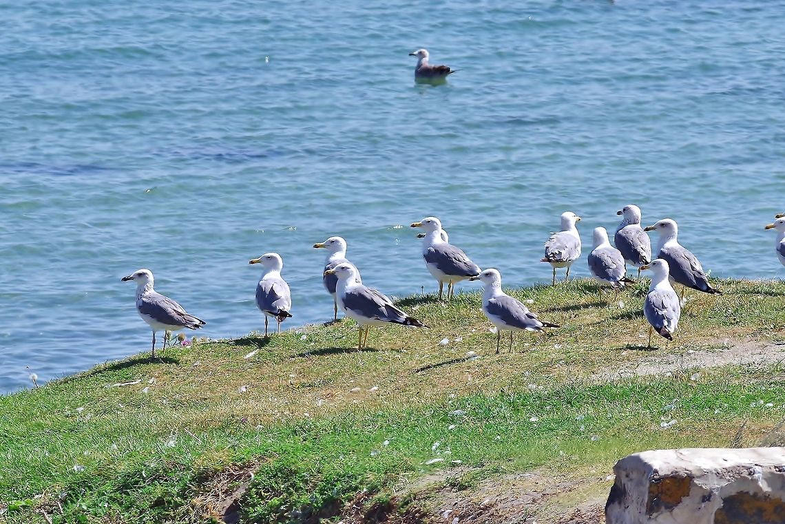 Armenian gulls (Larus armenicus) Lake Sevan, Armenia. Sep 12, 2017 Armenia,Armenian gull,Geotagged,Larus armenicus,Summer