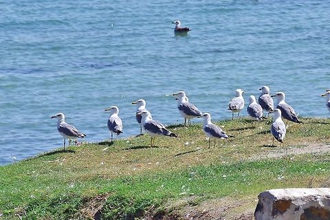 Armenian gulls (Larus armenicus) Lake Sevan, Armenia. Sep 12, 2017 Armenia,Armenian gull,Geotagged,Larus armenicus,Summer