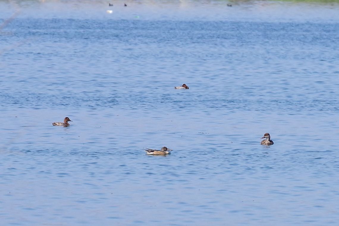 Four ducks - Four species Pochard, red-crested pochard, northern shoveler and ferruginous duck.<br />
Lake Sevan, Armenia. Sep 12, 2017 Anas clypeata,Armenia,Geotagged,Northern Shoveler,Summer