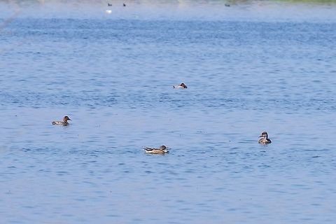 Four ducks - Four species Pochard, red-crested pochard, northern shoveler and ferruginous duck.
Lake Sevan, Armenia. Sep 12, 2017 Anas clypeata,Armenia,Geotagged,Northern Shoveler,Summer
