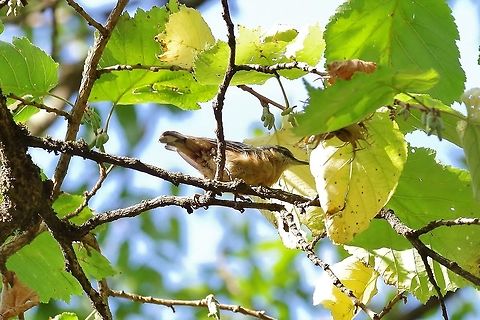 Eurasian Nuthatch (Sitta europaea) Lastiver Canyon, Armenia. Sep 13, 2017 Armenia,Eurasian Nuthatch,Geotagged,Sitta europaea,Summer