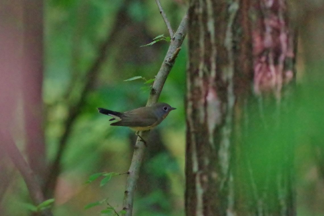 Red-breasted flycatcher (Ficedula parva) Lastiver Canyon, Armenia. Sep 13, 2017. Armenia,Ficedula parva,Geotagged,Red-breasted flycatcher,Summer